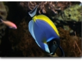 Acanthurus leucosternon