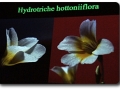 Hydrotriche hottoniiflora (Hottonia-blütiges Wasserhaar)