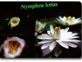 Nymphaea lotus (Tigerlotus)