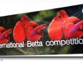 International Betta Competition