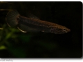 Betta albimarginata (Weißsaumkampffisch) female