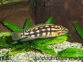 Julidochromis marlieri