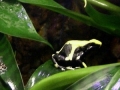 Pfeilgiftfrösche - Dendrobates tinctorius