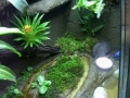 Pfeilgiftfrösche - Terrarium