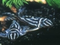 Zebrawels (Hypancistrus zebra)