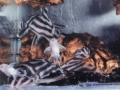 Zebrawels (Hypancistrus zebra)