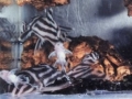 Zebrawels (Hypancistrus zebra)