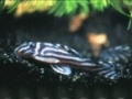 Zebrawels (Hypancistrus zebra)