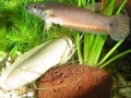 Augenfleck-Kampffisch (Betta ocellata)>