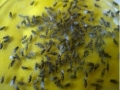 Lebendfutter - Drosophila