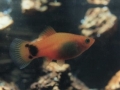 Xiphophorus maculatus
