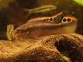 Pelvicachromis pulcher