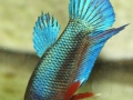 Zuchtbericht: Betta splendens