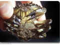 Krabbe mit Parasitenkrabbe (Sacculina)