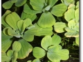 Kampffischbecken mit Muschelblumen