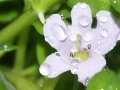 Kleines Fettblatt (Bacopa monnieri)