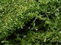 Kleines Fettblatt (Bacopa monnieri)