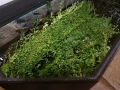 Kleines Fettblatt (Bacopa monnieri)