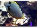 Naso elegans