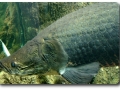 Arapaima gigas