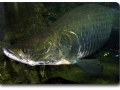 Arapaima gigas