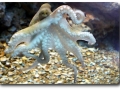 Octopus vulgaris