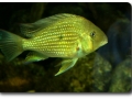 Acarichthys heckel