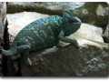 Aquarium Berlin - Chamäleons