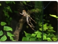 Aquarium Berlin - Spinne