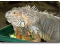 Aquarium Berlin - Leguane
