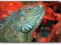 Aquarium Berlin - Leguane