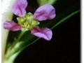 Ammannia gracilis (Große Cognacpflanze)