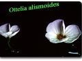 Ottelia alismoides (Froschlöffelähnliche Ottelie)