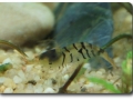 Caridina cf. cantonensi (Blaue Tigergarnele)