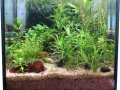 Mein Nano-Aquarium nach zwölf Wochen