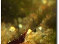 Caridina dennerli (Kardinalsgarnele)