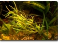 Heteranthera zosterifolia im Aquarium