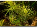 Heteranthera zosterifolia im Aquarium