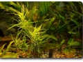 Heteranthera zosterifolia im Aquarium