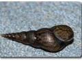 Wer kennt diese Schnecke ?