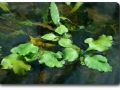 Ceratopteris cornuta (schwimmend)