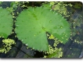 Schwimmblatt von Nymphea lotus
