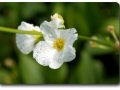 Blüte einer Echinoderus