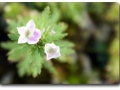 Blüte von Limnophila sessiliflora