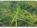 Sumerse Kultur von Myriophyllum propinquum