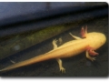Axolotl in den Wassertrögen