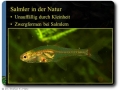 Salmler in der Natur