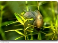 Radix labiata