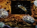 Wirbellose im Salzwasser Nano-Aquarium