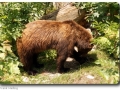 Braunbrär (Ursus arctos)